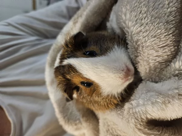 Cavie peruviane porcellini dindia  | Foto 2