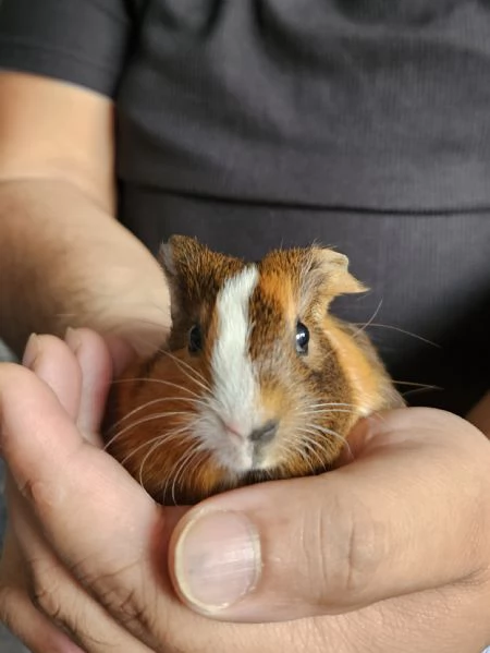 Cavie peruviane porcellini dindia  | Foto 1