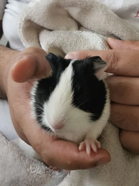 Cavie peruviane porcellini dindia  | Foto 0