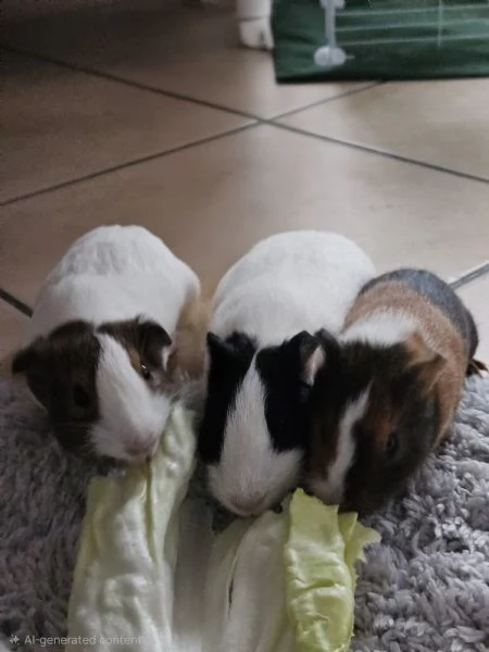 Cavie peruviane porcellini dindia 