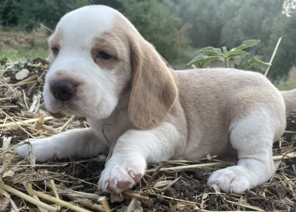 cuccioli beagle  | Foto 1