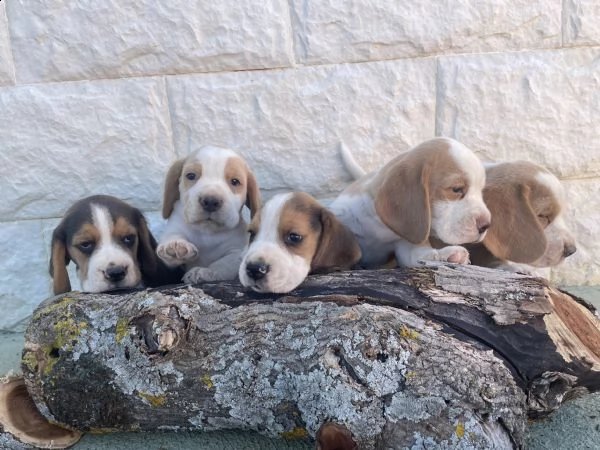 cuccioli beagle 