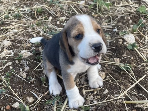 cuccioli beagle  | Foto 0