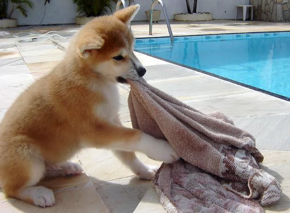 akita inu