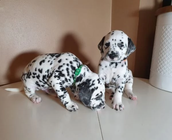 cuccioli dalmata di tre mesi