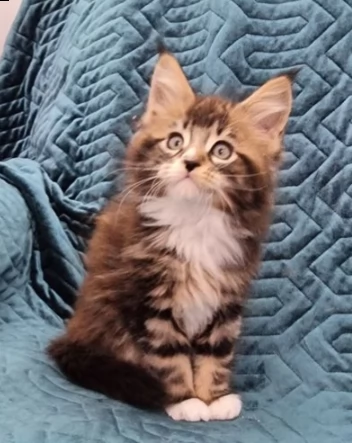 gattino di maine coon