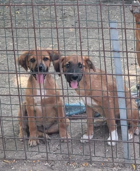 regalo cuccioli tg piccola | Foto 2