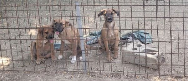 regalo cuccioli tg piccola | Foto 1