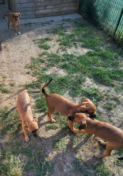 regalo cuccioli tg piccola | Foto 0