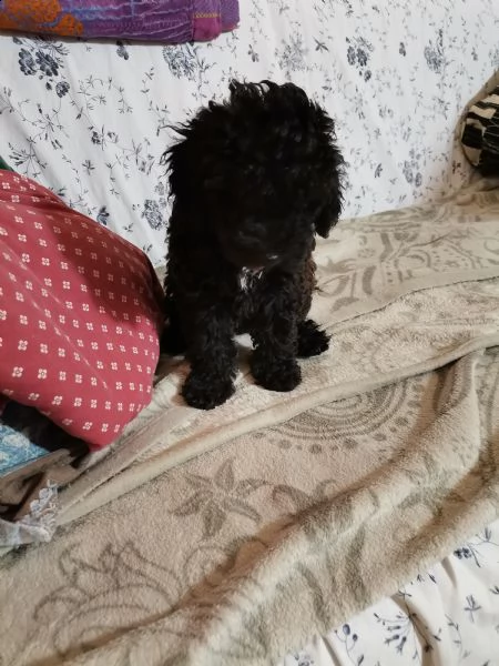 cucciolo di barboncino  | Foto 0