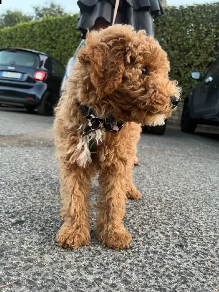 cucciolo di barboncino 