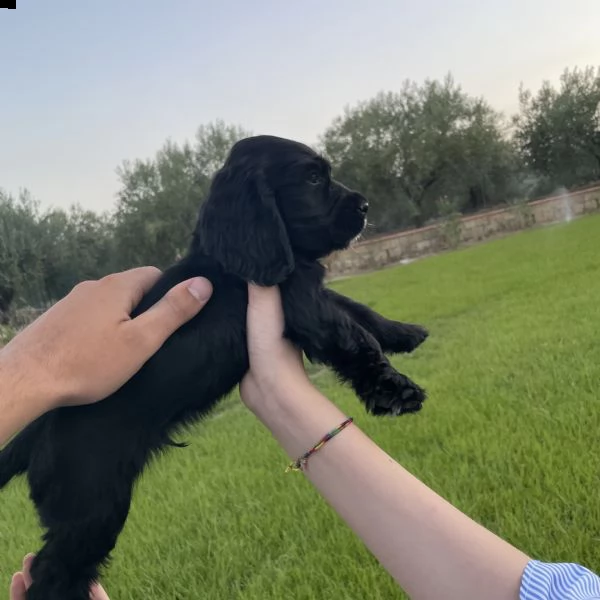 disponibili cuccioli di cocker spaniel, dotati di vaccino, microchip e sverminati  | Foto 3