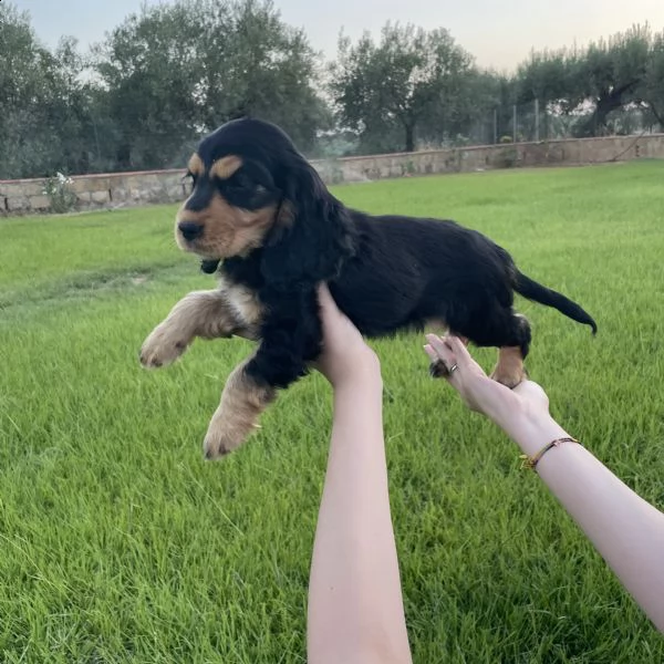 disponibili cuccioli di cocker spaniel, dotati di vaccino, microchip e sverminati  | Foto 2