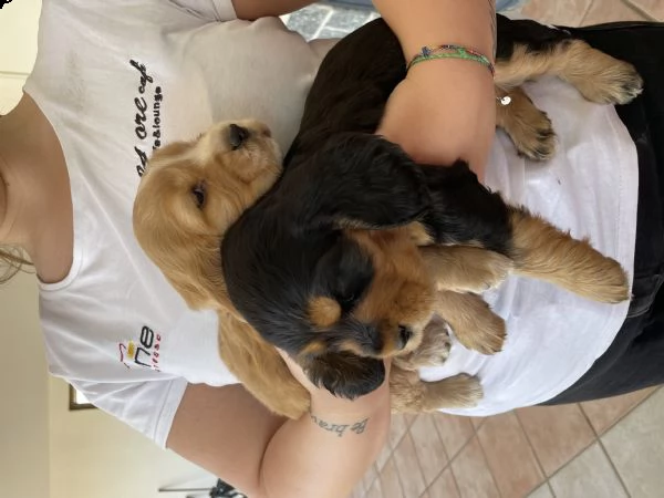 disponibili cuccioli di cocker spaniel, dotati di vaccino, microchip e sverminati  | Foto 1