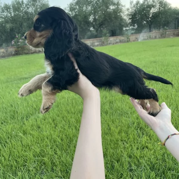 disponibili cuccioli di cocker spaniel, dotati di vaccino, microchip e sverminati 