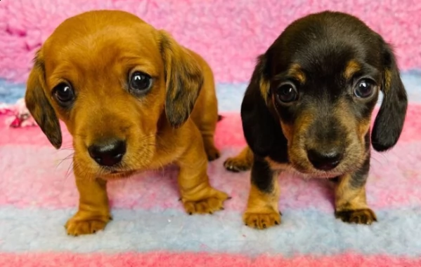 stupendi cuccioli di bassotto nano | Foto 0