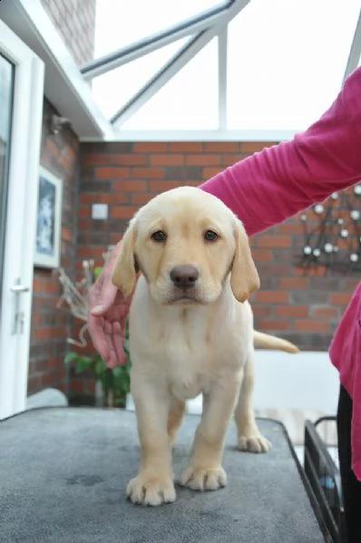 cuccioli labrador | Foto 0