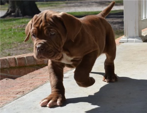 cuccioli di mastino napoletano