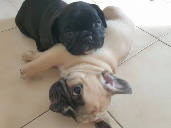 cuccioli bulldog francese