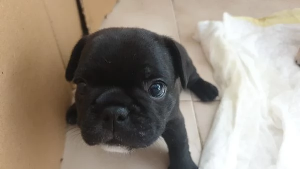 cuccioli bulldog francese | Foto 6