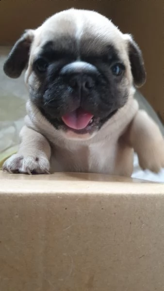 cuccioli bulldog francese | Foto 5