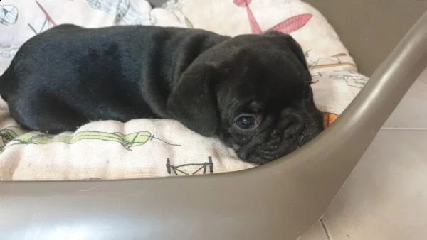 cuccioli bulldog francese | Foto 4