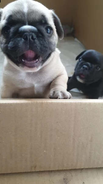 cuccioli bulldog francese | Foto 3