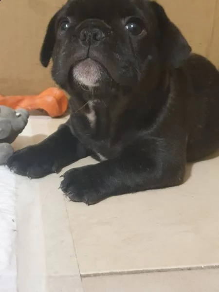 cuccioli bulldog francese | Foto 2