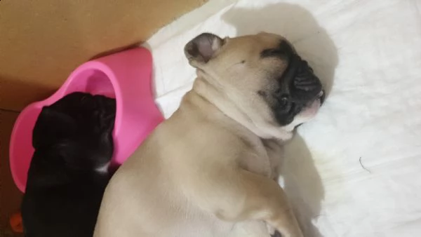 cuccioli bulldog francese | Foto 1