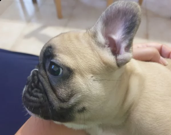 cuccioli bulldog francese | Foto 0