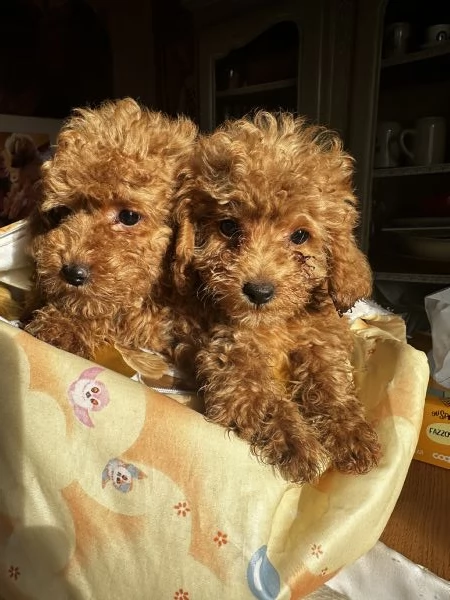 Cuccioli Barbone futura taglia piccola  | Foto 6
