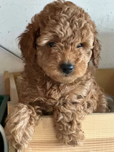 Cuccioli Barbone futura taglia piccola  | Foto 5