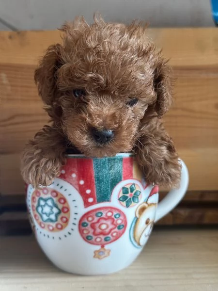Cuccioli Barbone futura taglia piccola  | Foto 4