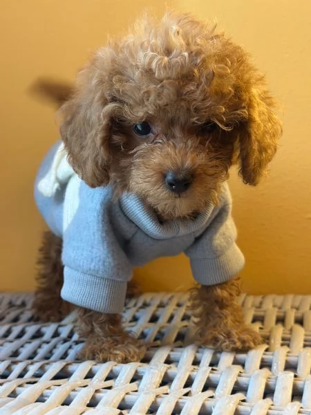 Cuccioli Barbone futura taglia piccola  | Foto 3