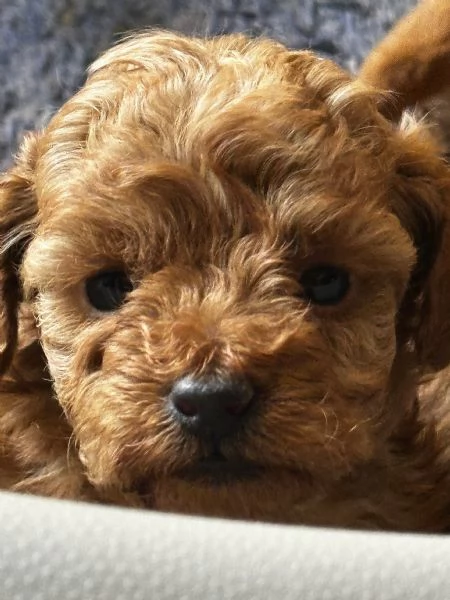 Cuccioli Barbone futura taglia piccola  | Foto 3