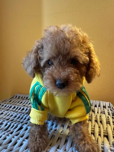 Cuccioli Barbone futura taglia piccola  | Foto 1