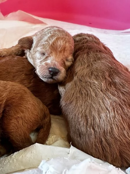 Cuccioli Barbone futura taglia piccola 