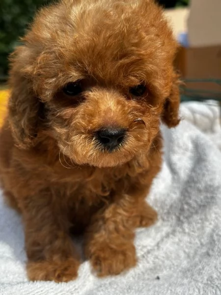 Cuccioli Barbone futura taglia piccola  | Foto 0
