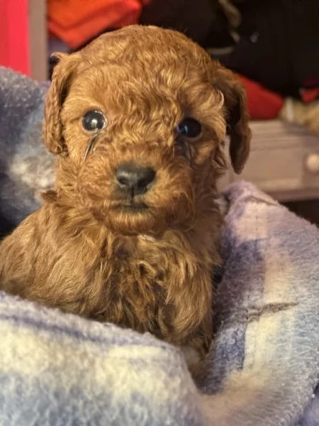 Cuccioli Barbone futura taglia piccola  | Foto 0