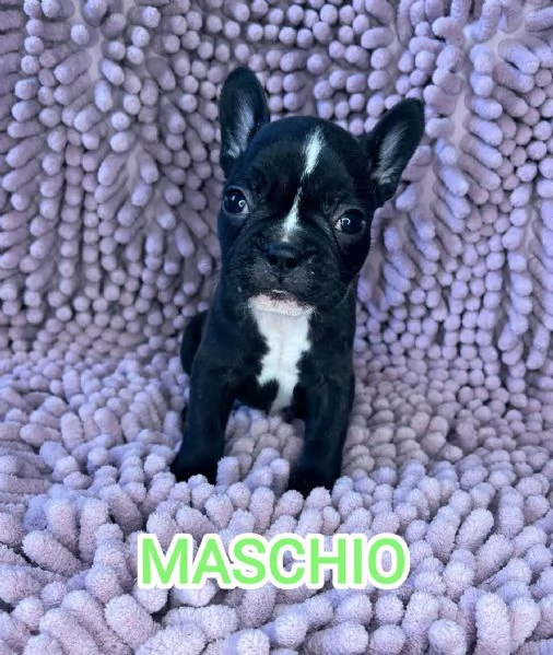 Cuccioli bulldog francese pedigree ENCI