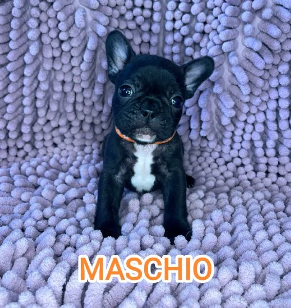 Cuccioli bulldog francese pedigree ENCI | Foto 4
