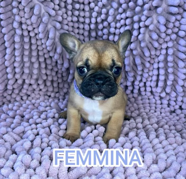 Cuccioli bulldog francese pedigree ENCI | Foto 3