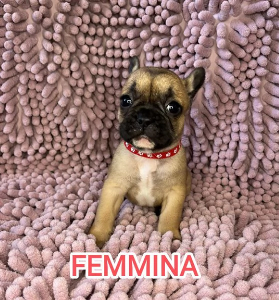 Cuccioli bulldog francese pedigree ENCI | Foto 1