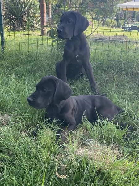 alano cuccioli  | Foto 1