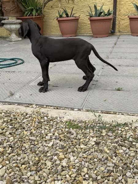alano cuccioli  | Foto 0