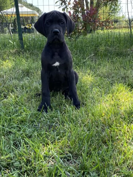 alano cuccioli 