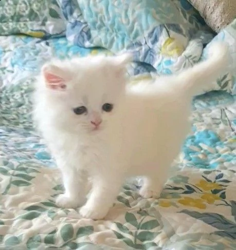 munchkin femminucce e maschietti | Foto 0