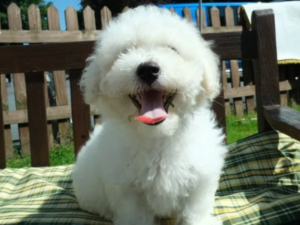 bichon frise affettuosi cuccioli