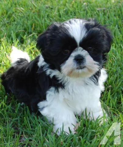 regalo bellissimi cuccioli allevati shihtzu colore bianco e nero due e una feminuccia maschietti