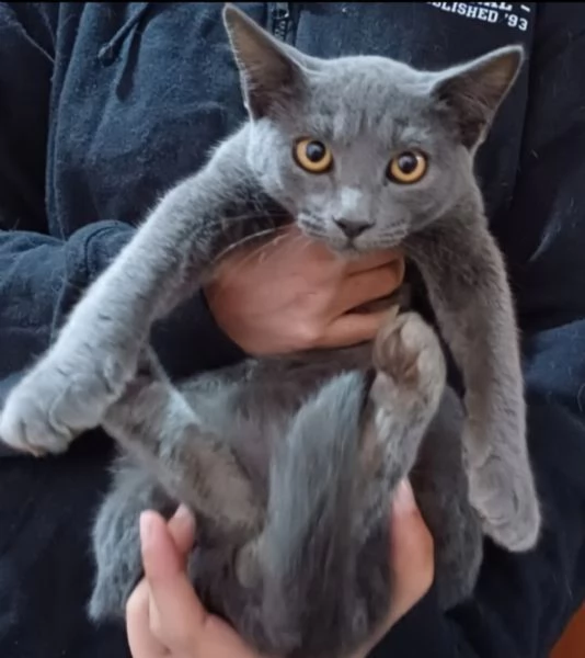 Certosini cuccioloni